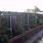 Plantings between the drive paths and adding a bamboo planter give this area the cleaned up look and will provide for privacy from the two story building under construction next door.