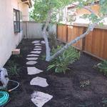 Here a pleasant "natural" flagstone path provides access to the fig tree for its annual harvest but as importantly, provides a focal point for the rear yard eye view. Plant material is surrounded by a thick natural mulch to lower water demand and provide relief from weed growth.